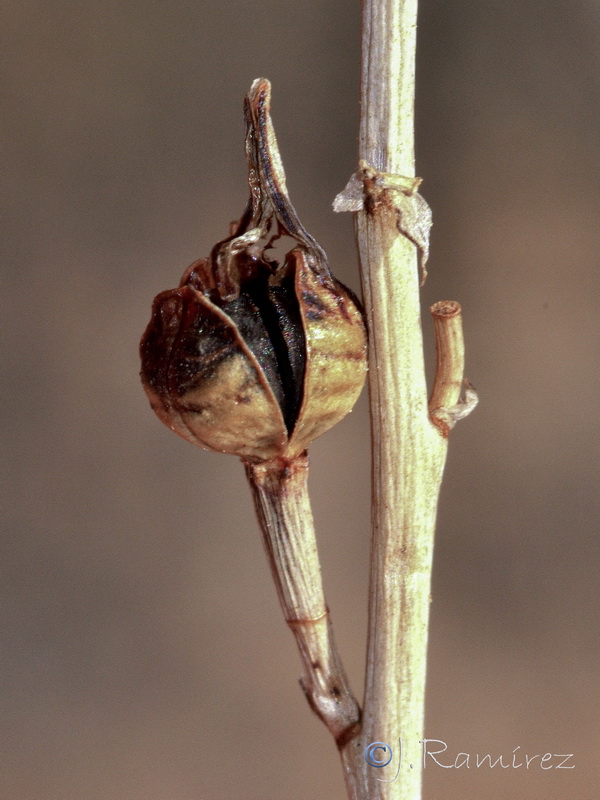 Asphodelus tenuifolius.21