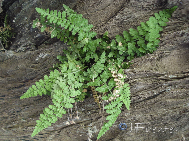 Asplenium  foreziense.11