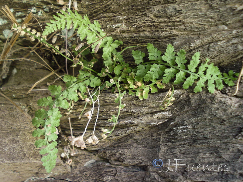 Asplenium  foreziense.12