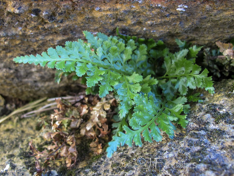 Asplenium adiantum nigrum adiantum nigrum.02