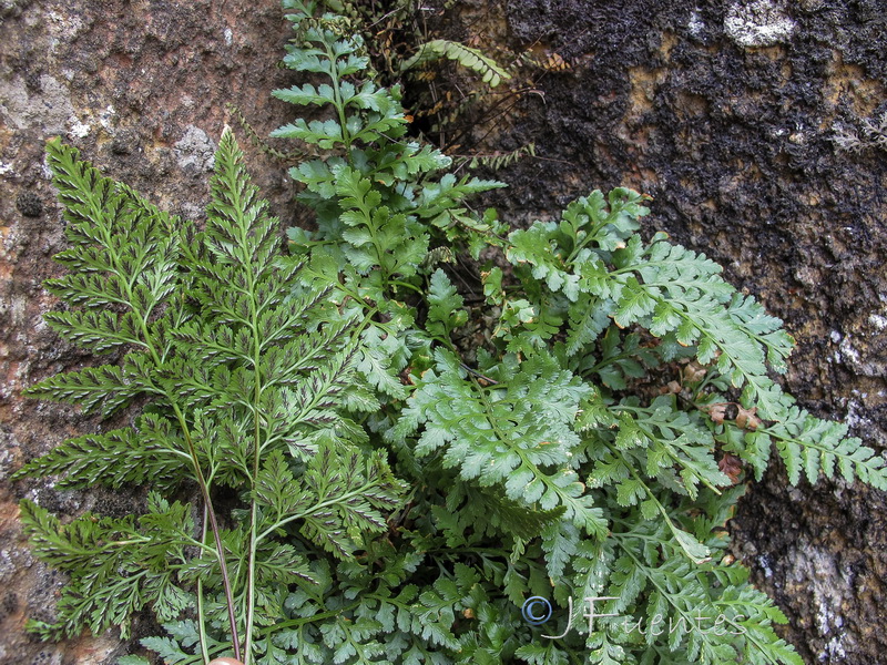 Asplenium adiantum nigrum adiantum nigrum.03