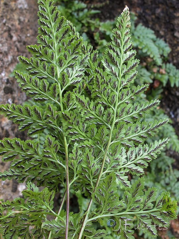 Asplenium adiantum nigrum adiantum nigrum.04