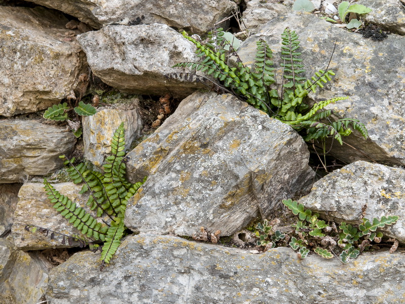 Asplenium azomanes.01