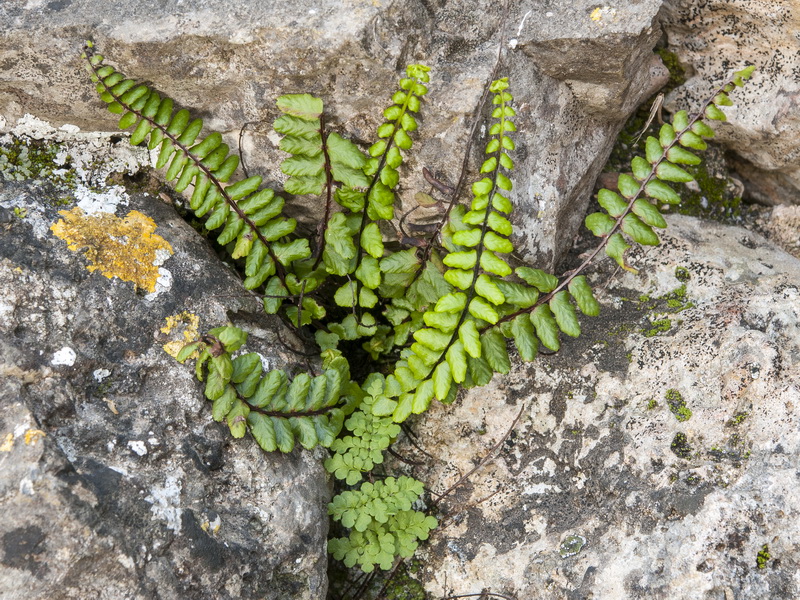 Asplenium azomanes.02