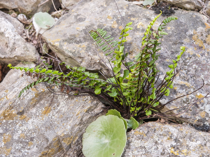 Asplenium azomanes.04