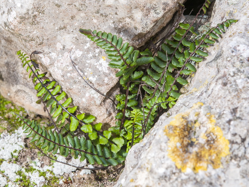 Asplenium azomanes.05