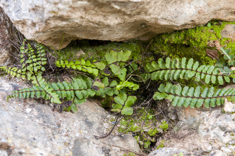 Asplenium azomanes.06