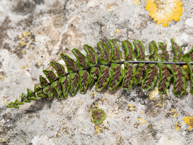 Asplenium azomanes.07