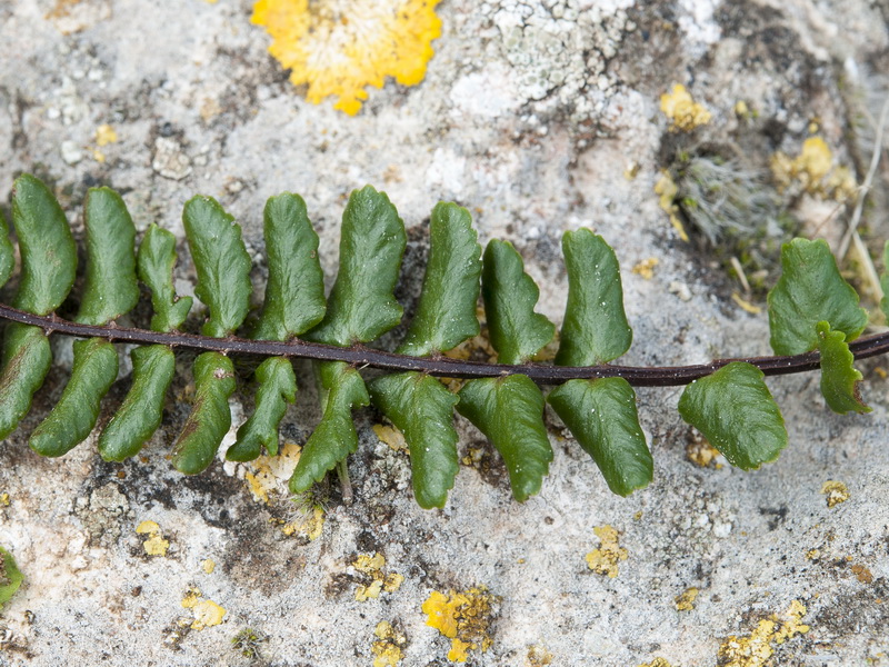 Asplenium azomanes.08