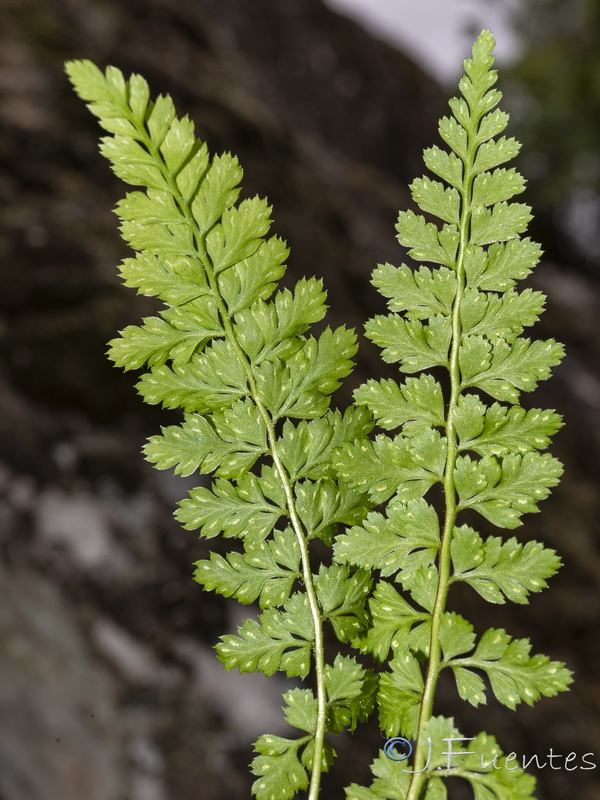 Asplenium billotiis.03