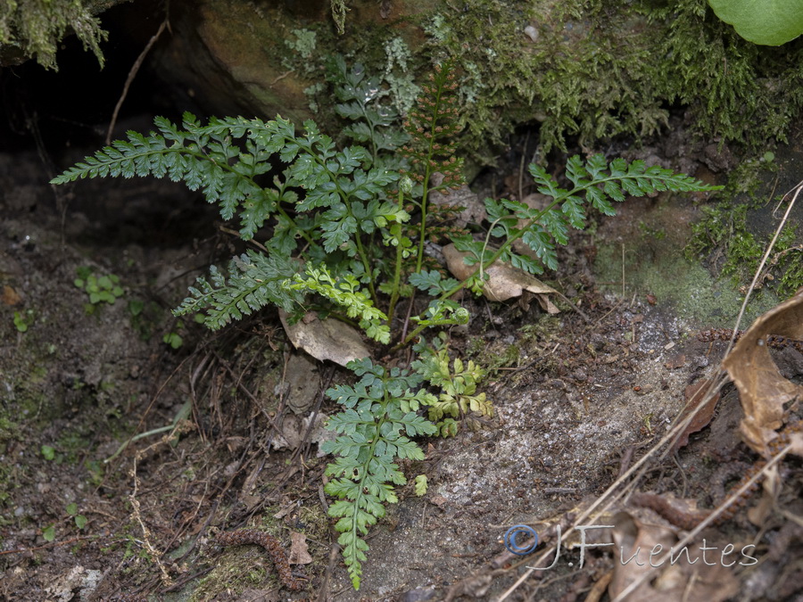 Asplenium billotiis.06