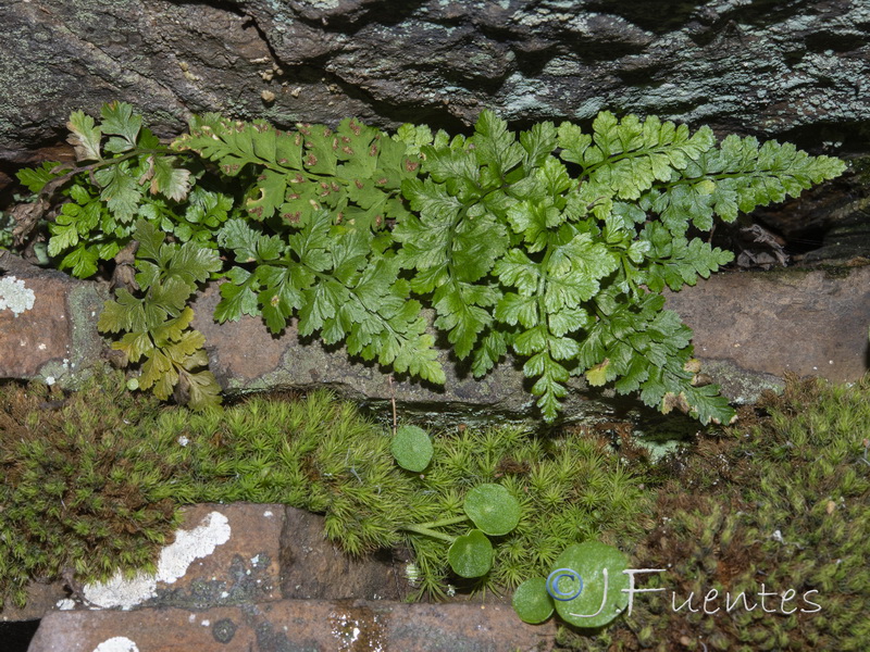 Asplenium billotiis.09