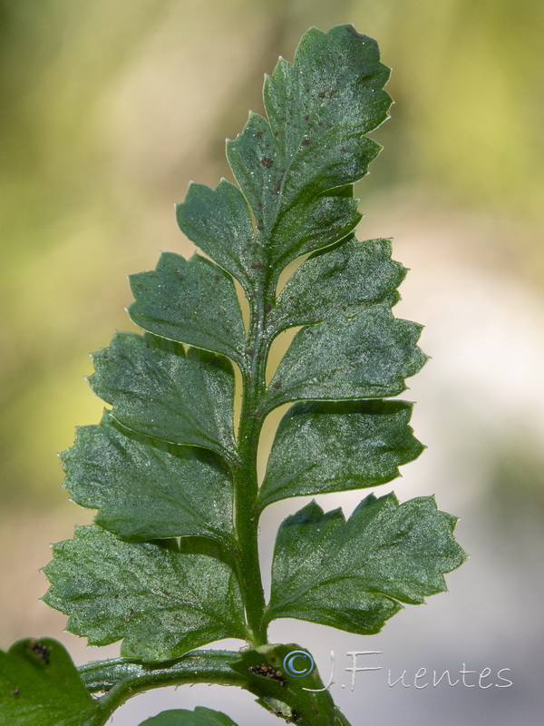 Asplenium billotiis.11
