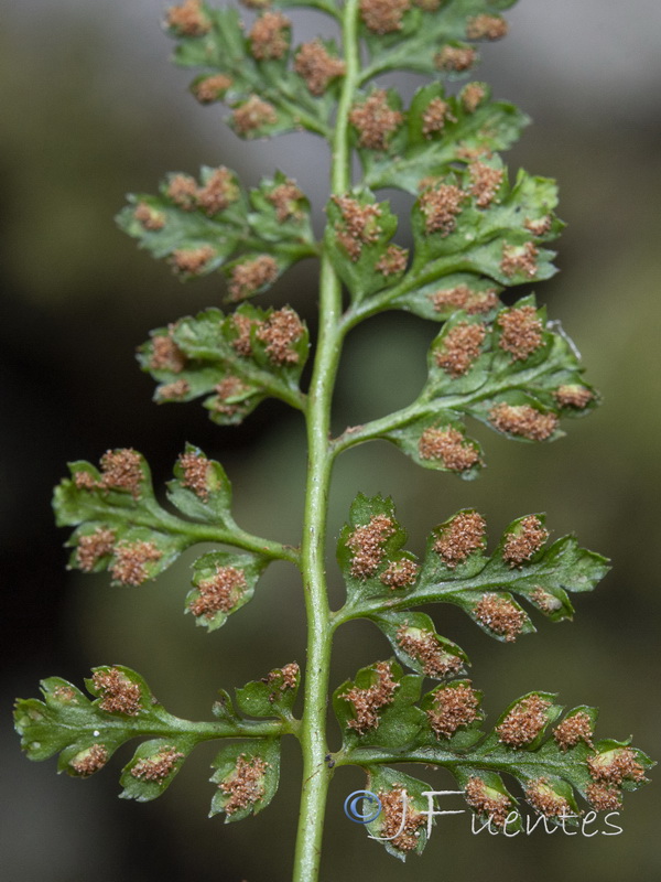Asplenium billotiis.13