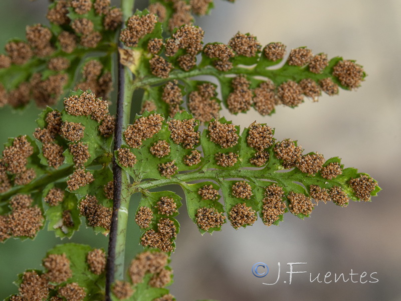 Asplenium billotiis.15