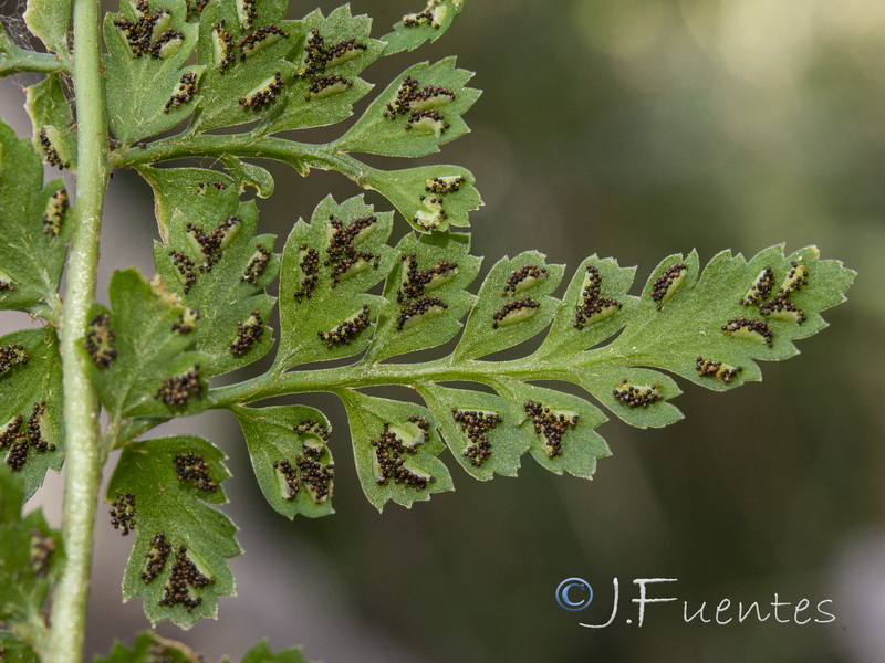 Asplenium billotiis.16