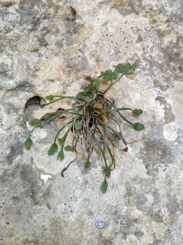 Asplenium celtibericum.01