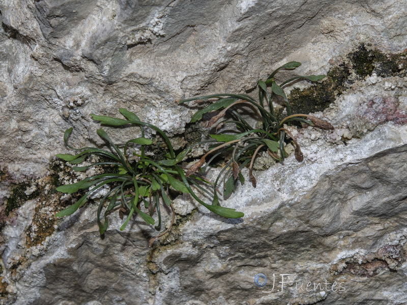 Asplenium celtibericum.03