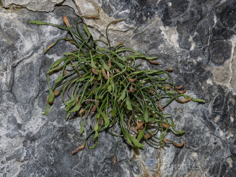 Asplenium celtibericum.04