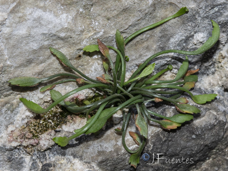 Asplenium celtibericum.02