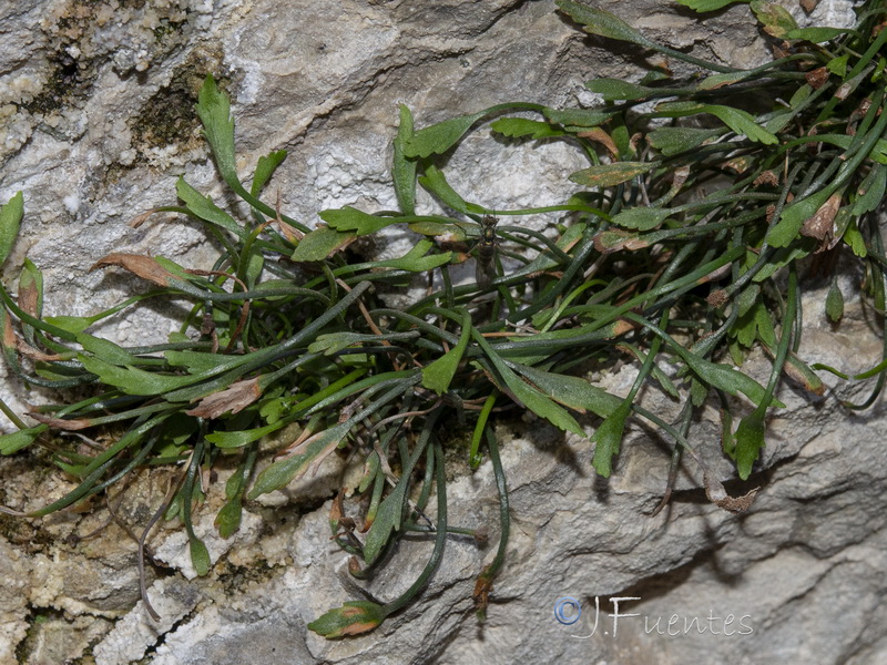 Asplenium celtibericum.07