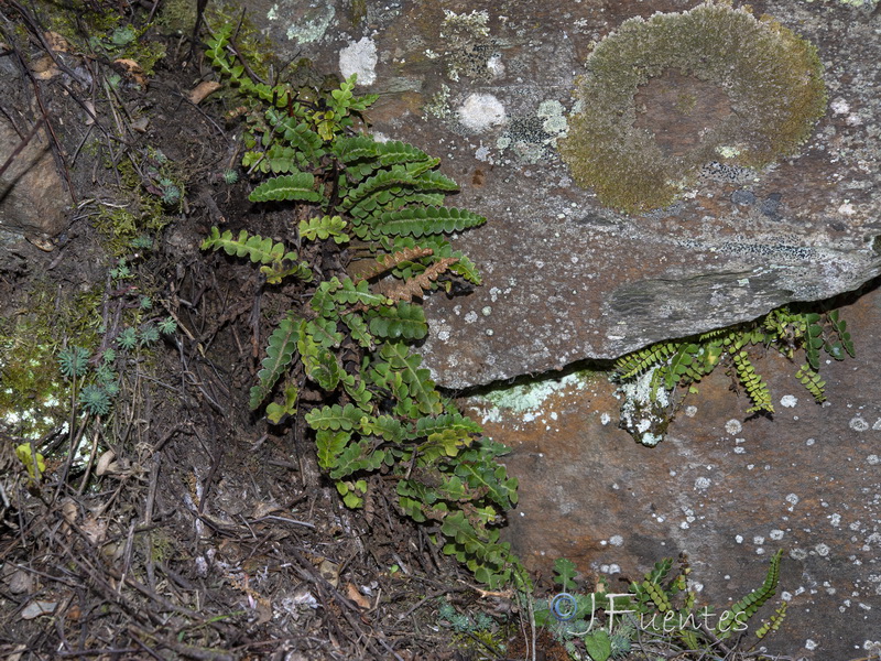 Asplenium ceterach ceterach .01