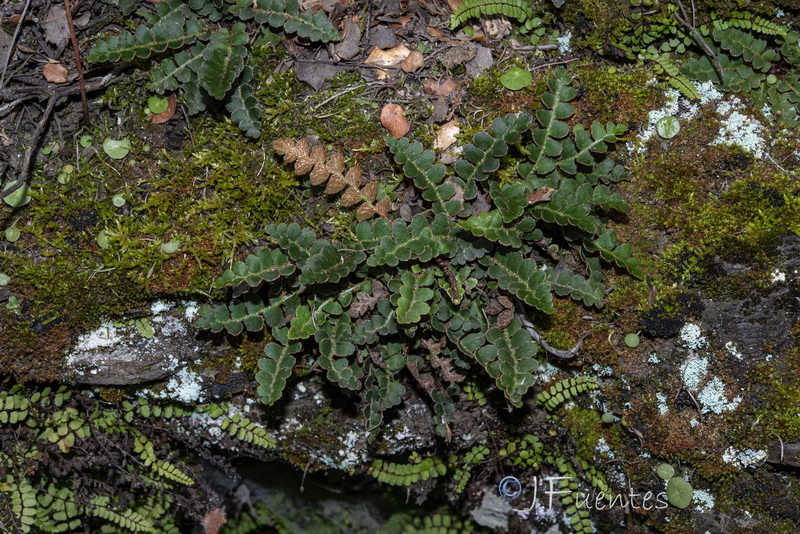 Asplenium ceterach ceterach .02