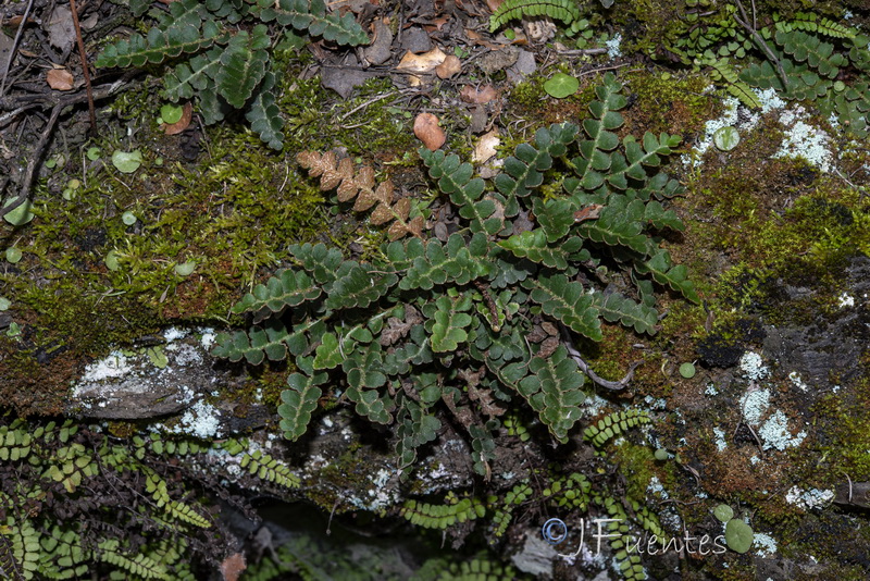 Asplenium ceterach ceterach .02