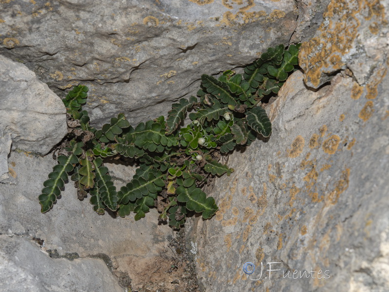 Asplenium ceterach ceterach .03