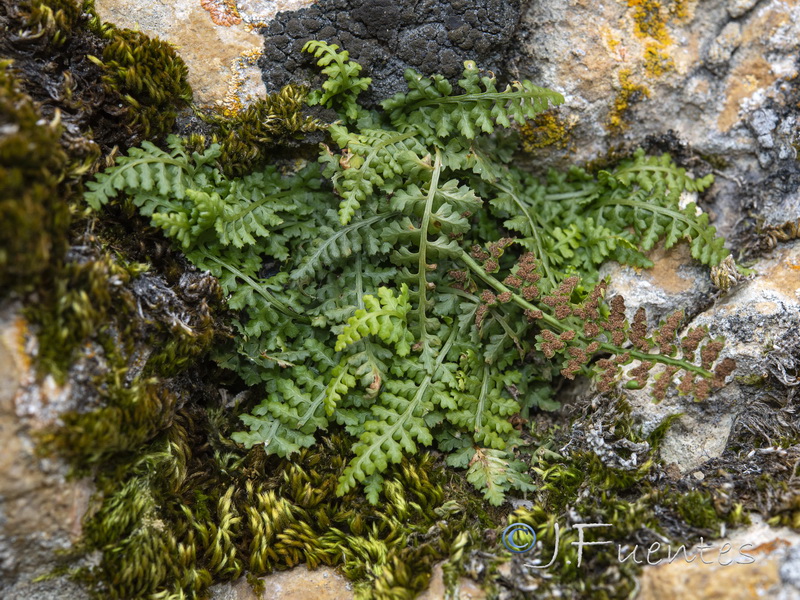 Asplenium fontanum.11