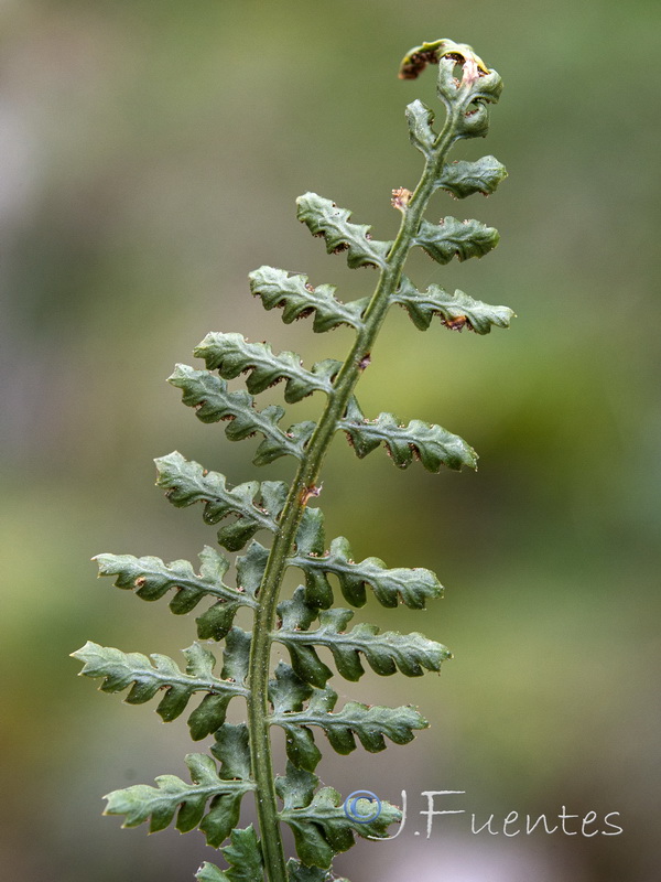 Asplenium fontanum.12