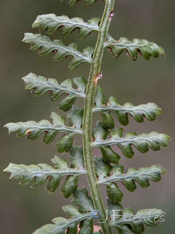 Asplenium fontanum.13