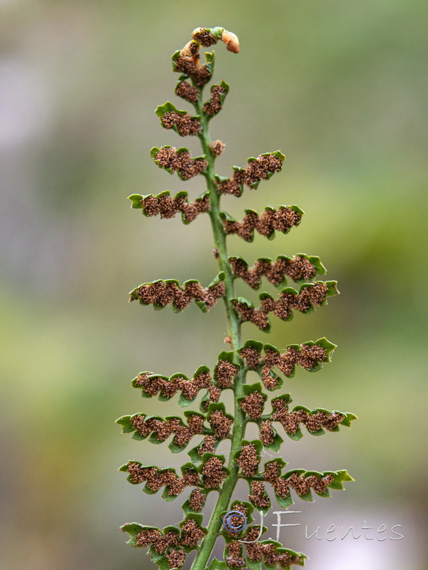 Asplenium fontanum.14