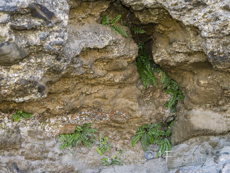 Asplenium marinum.11