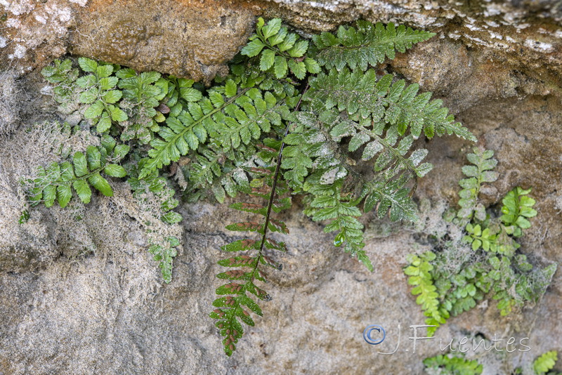 Asplenium marinum.12