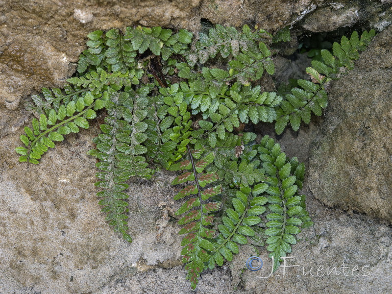 Asplenium marinum.14