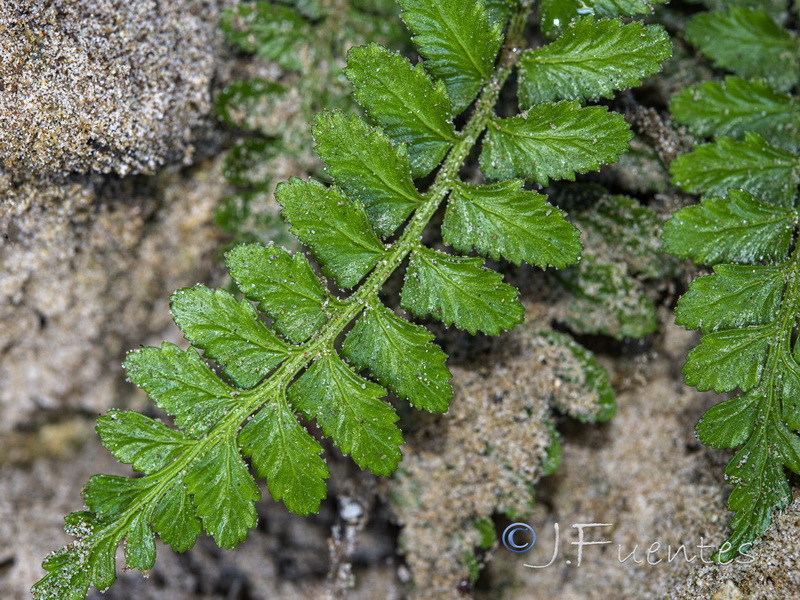 Asplenium marinum.15