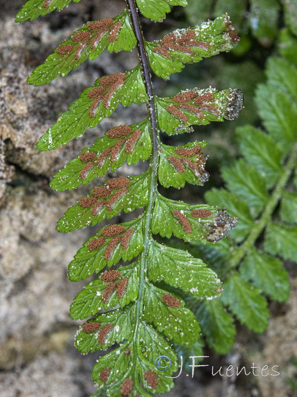 Asplenium marinum.16