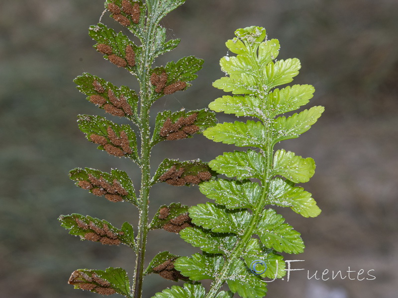 Asplenium marinum.17