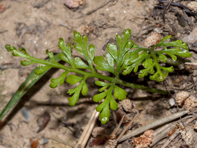 Asplenium onopteris.03