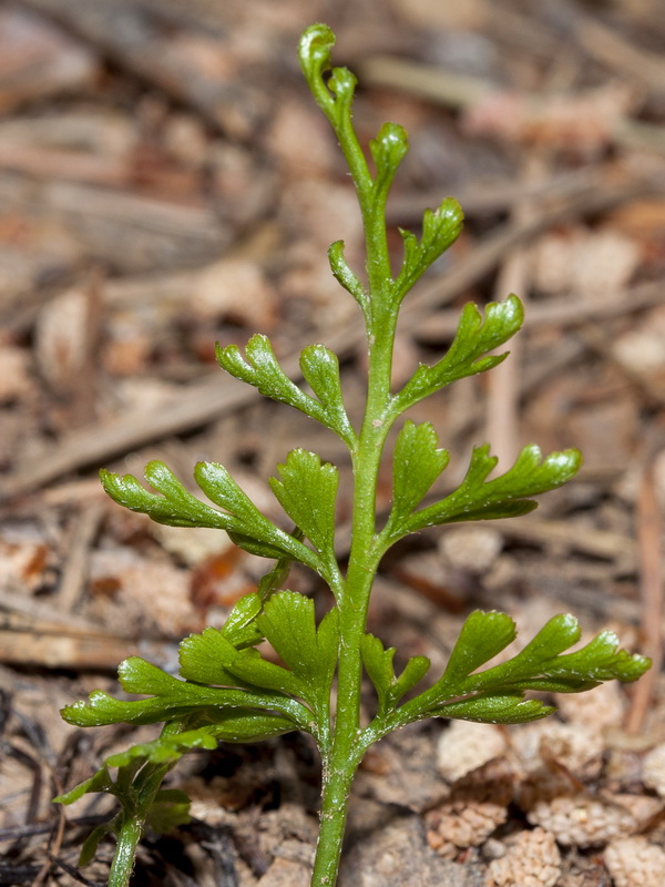 Asplenium onopteris.04