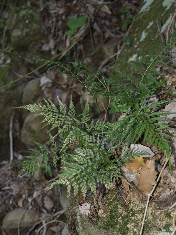 Asplenium onopteris.06