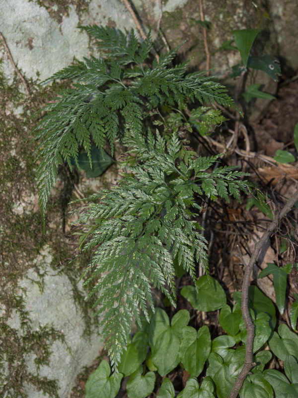 Asplenium onopteris.07