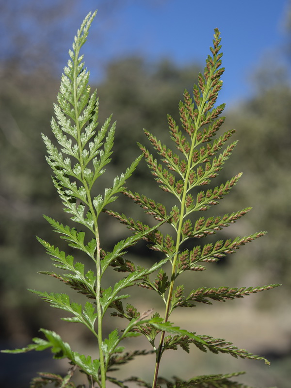 Asplenium onopteris.08