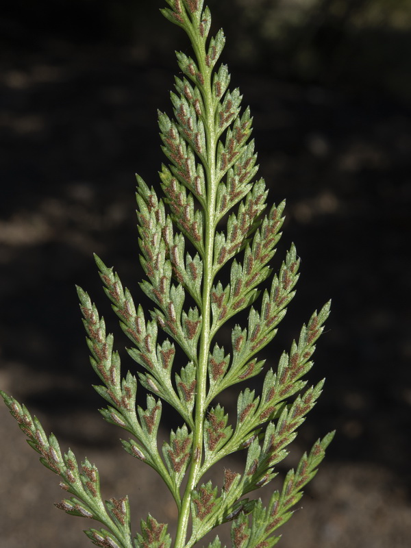 Asplenium onopteris.09