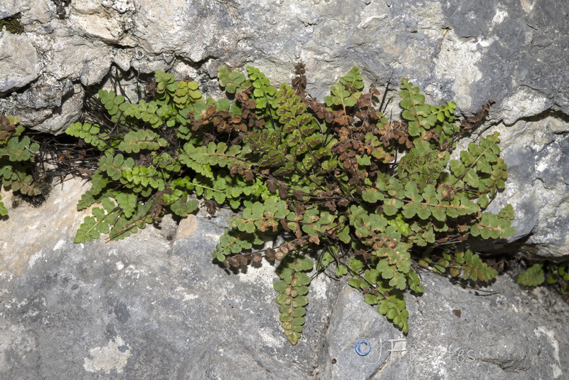 Asplenium petrarchae bivalens.02