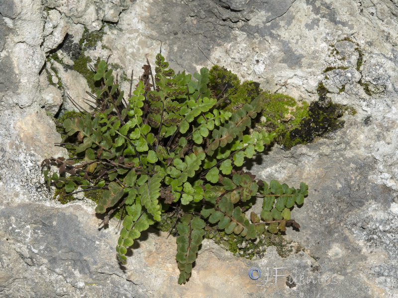 Asplenium petrarchae bivalens.03