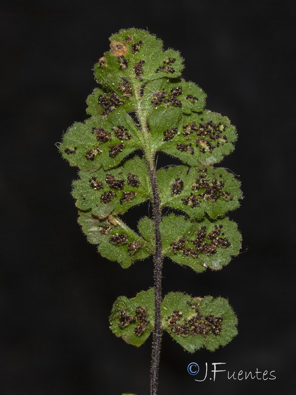 Asplenium petrarchae bivalens.04
