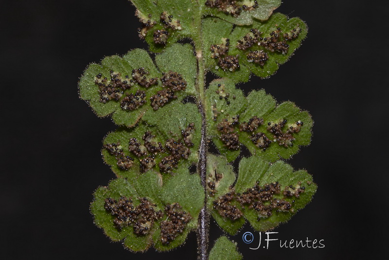 Asplenium petrarchae bivalens.05