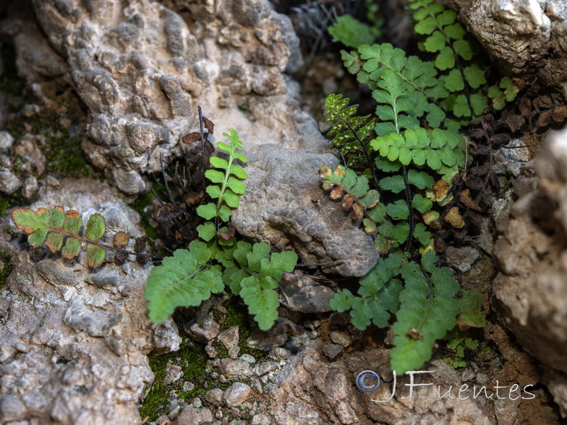 Asplenium petrarchae petrarchae.01